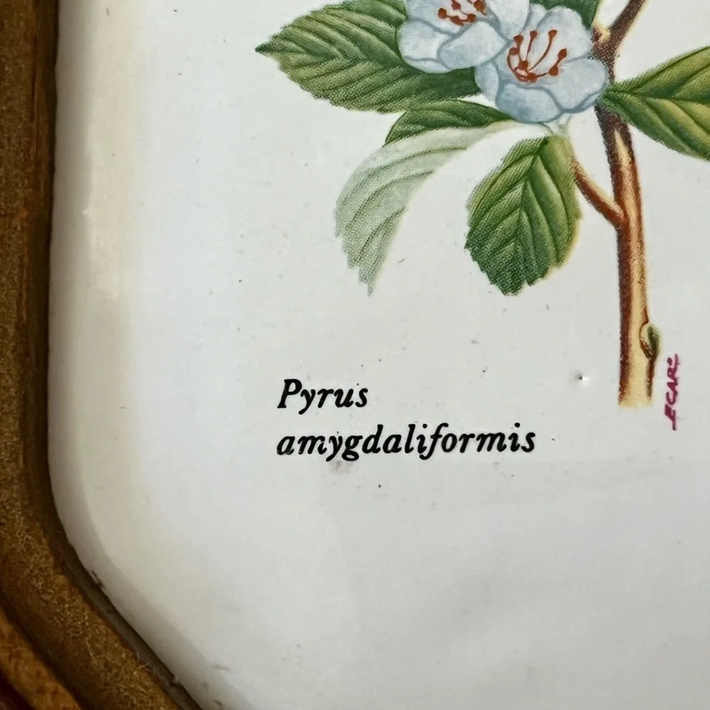 Wooden Framed Botanical Wall Art Berkeley house hand painted tile Italy